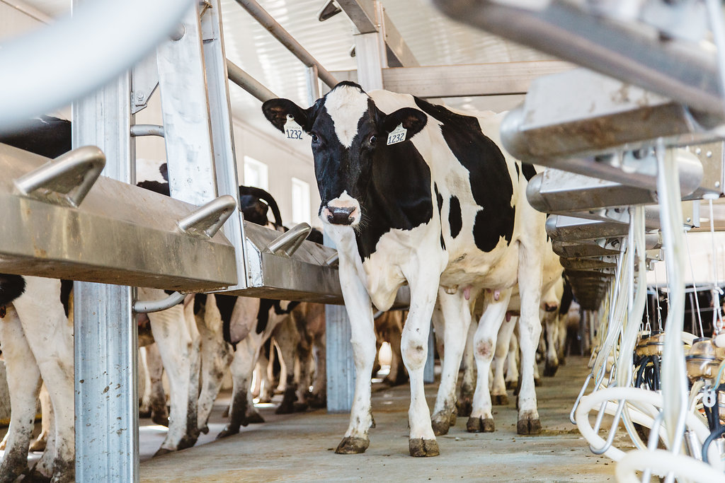 holstein standing in milking barn